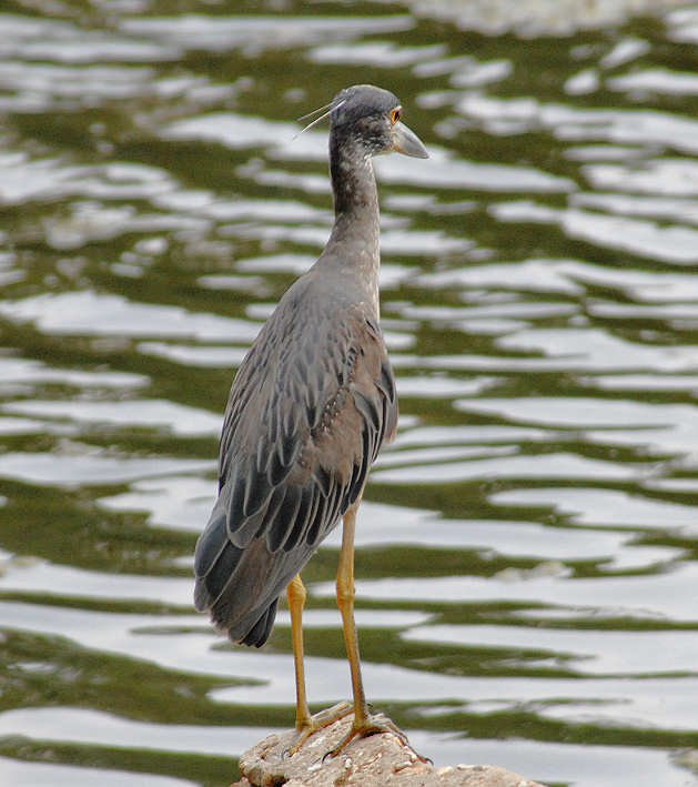 aheron122.jpg
