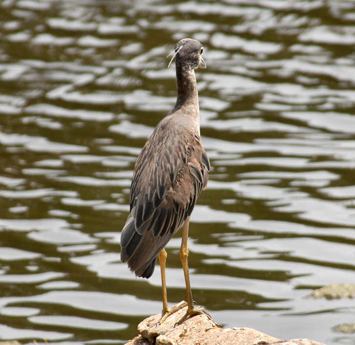 aheron130.jpg