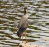 aheron130_small.jpg