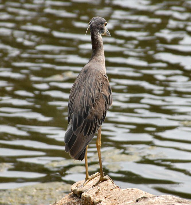 aheron133.jpg