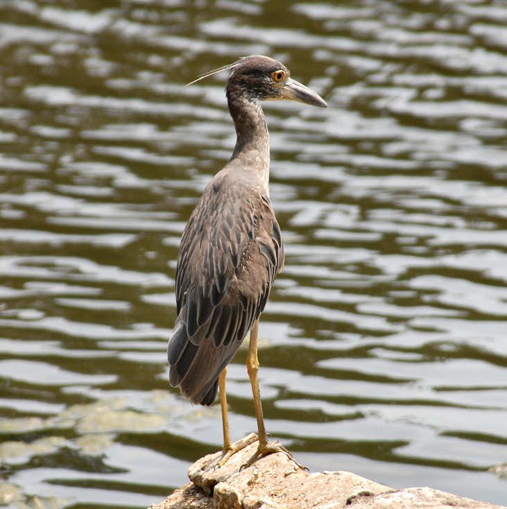 aheron134.jpg