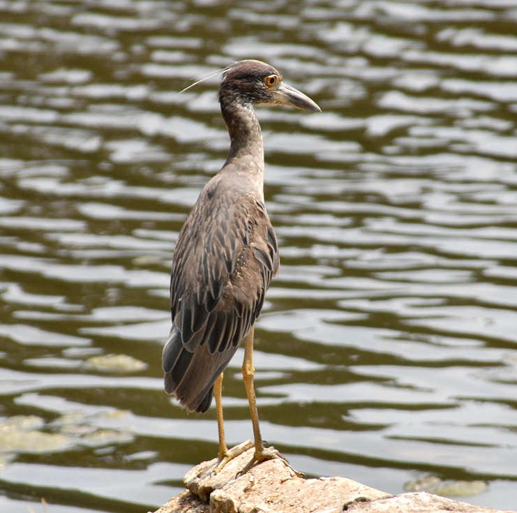 aheron135.jpg