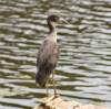 aheron135_small.jpg