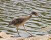 aheron136_small.jpg