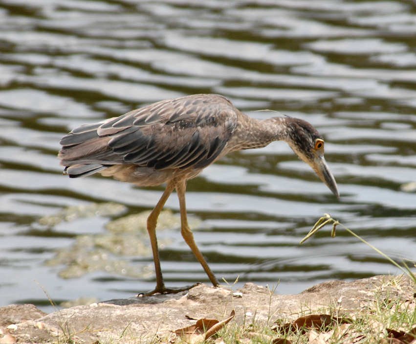 aheron137.jpg