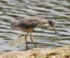 aheron137_small.jpg
