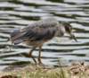aheron138_small.jpg