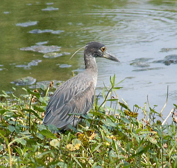 aheron31.jpg