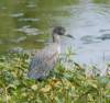 aheron31_small.jpg