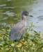 aheron32_small.jpg