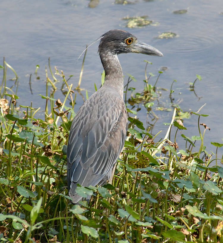 aheron33g.jpg