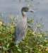 aheron33g_small.jpg