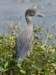 aheron34_small.jpg