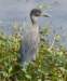 aheron35_small.jpg