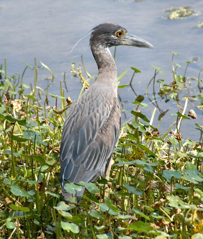 aheron36.jpg