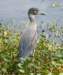 aheron36_small.jpg