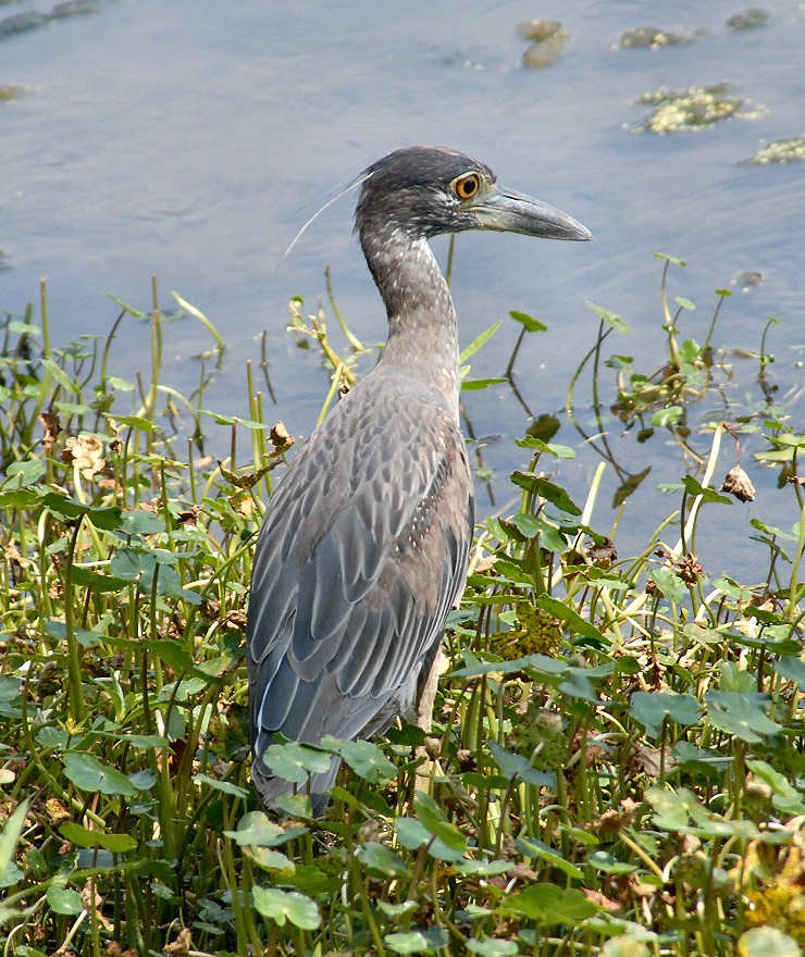 aheron37.jpg