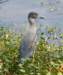aheron37_small.jpg