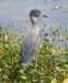 aheron38_small.jpg
