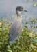 aheron39_small.jpg