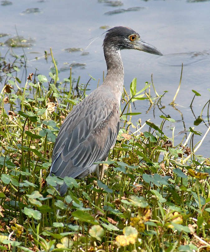 aheron40.jpg