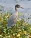 aheron40_small.jpg