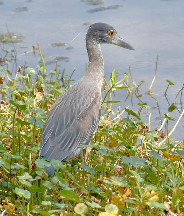 aheron41.jpg