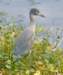 aheron41_small.jpg