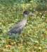 aheron46_small.jpg