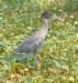 aheron47_small.jpg