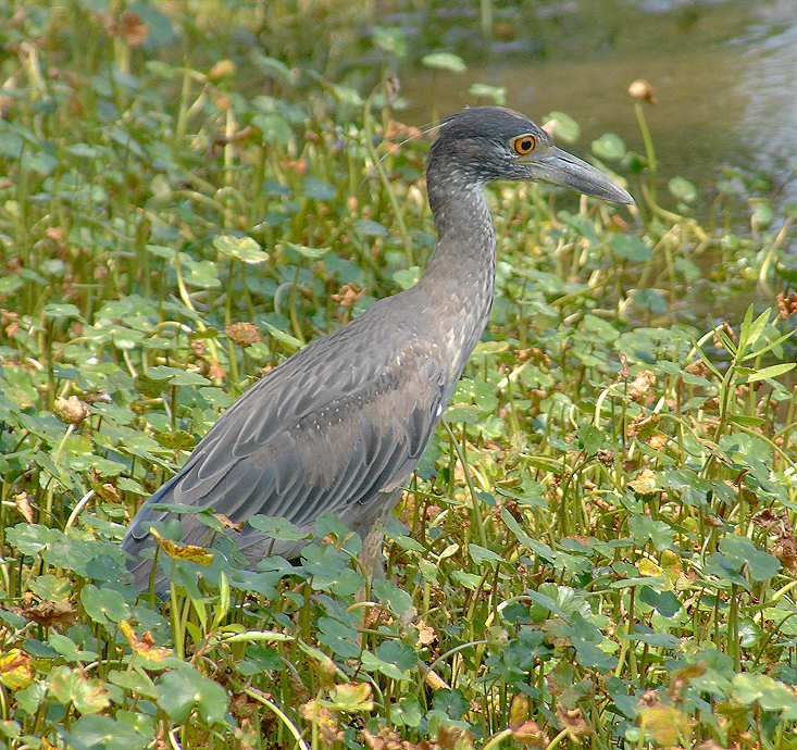 aheron50.jpg