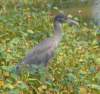 aheron50_small.jpg