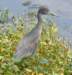 aheron55_small.jpg