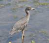 aheron57g_small.jpg