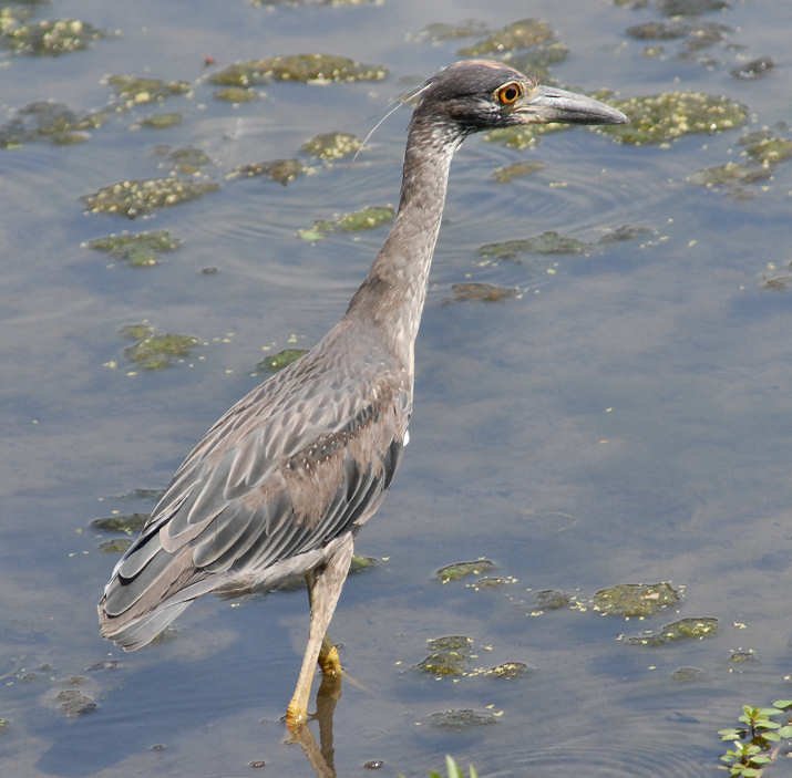 aheron58.jpg