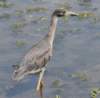 aheron58_small.jpg