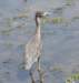 aheron59_small.jpg