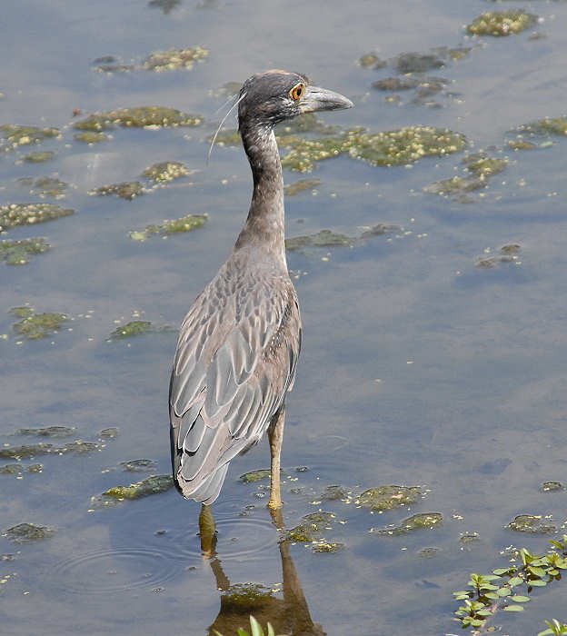 aheron60.jpg