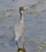 aheron60_small.jpg