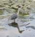 aheron65_small.jpg