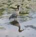 aheron66_small.jpg