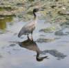 aheron67_small.jpg