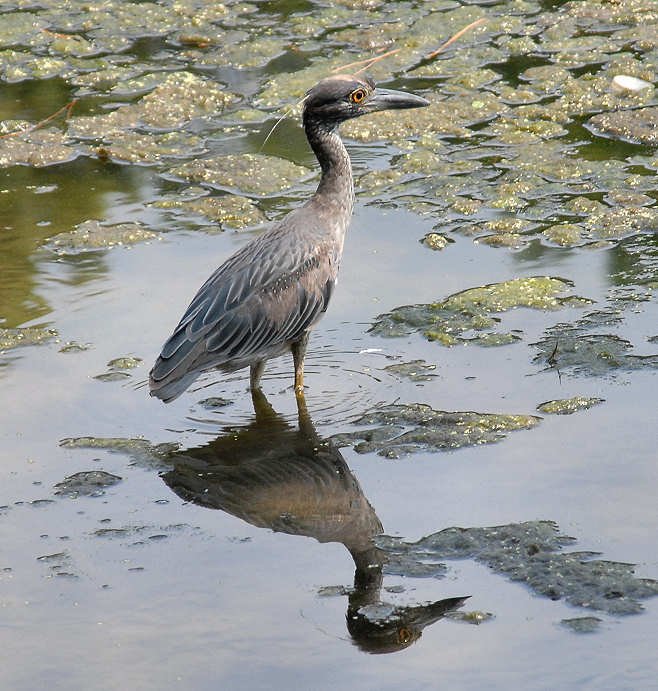 aheron68.jpg