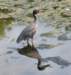 aheron68_small.jpg