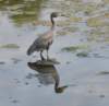 aheron71_small.jpg