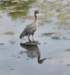 aheron72_small.jpg