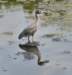 aheron73_small.jpg