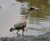 aheron90_small.jpg