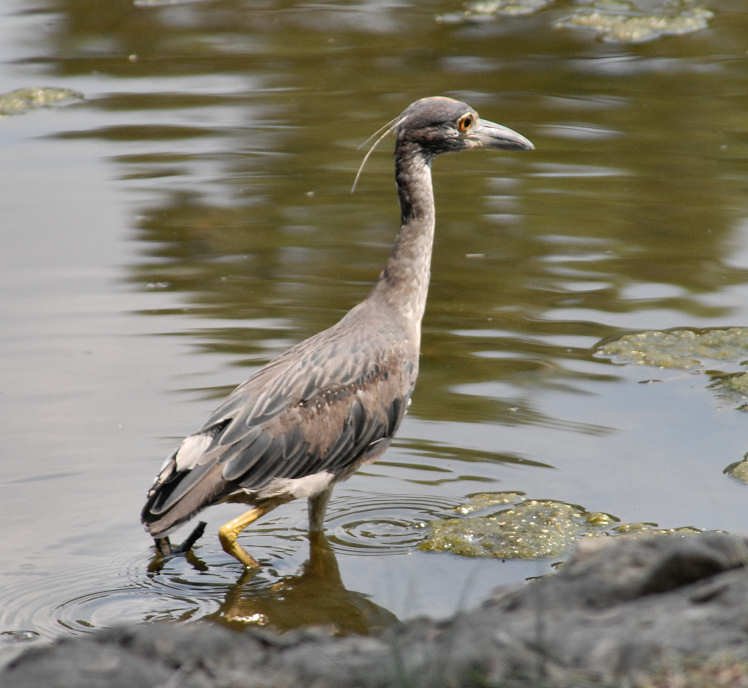 aheron91.jpg