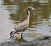 aheron91_small.jpg